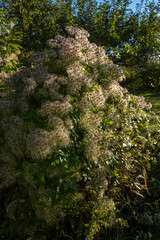 Clematisblüten im Spätsommer