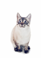 Thai purebred cat on a white background.