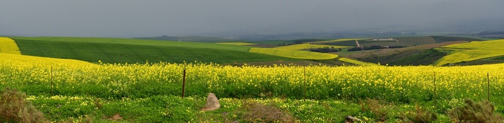 Rape seed hello flowers