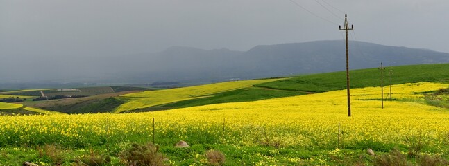 Rape seed hello flowers