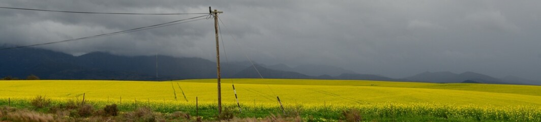 Rape seed hello flowers