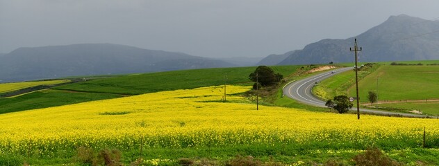 Rape seed hello flowers