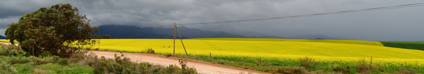 Rape seed hello flowers