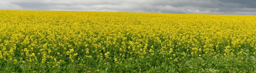 Rape seed hello flowers