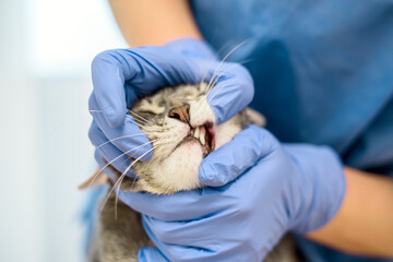Veterinarian doctor is examining the teeth of a cat