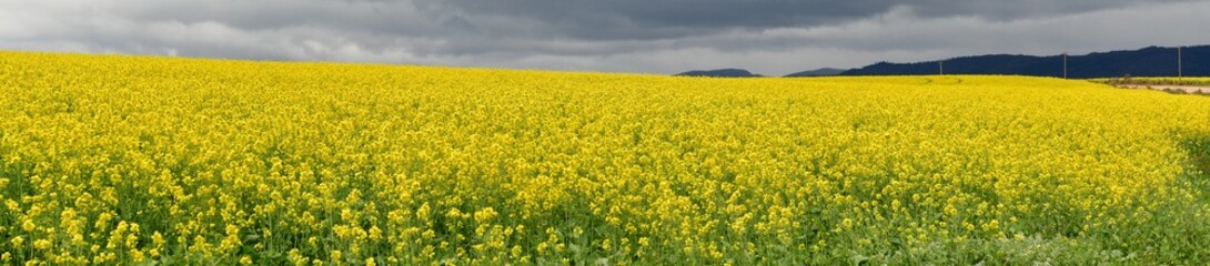 Rape seed hello flowers