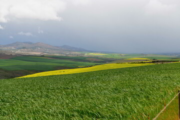 Rape seed hello flowers