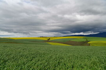 Rape seed hello flowers