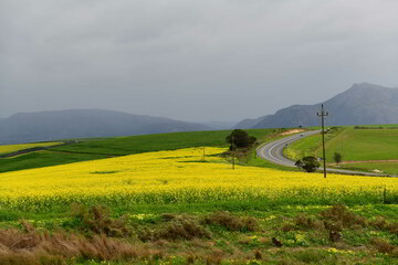 Rape seed hello flowers