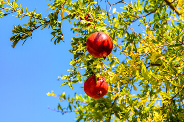 Ripe pomegranate fruits on tree at the orchard