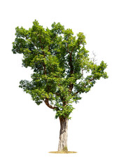 Isolated green tree on white background, Trees isolated on white background, tropical trees isolated used for design, advertising and architecture.
