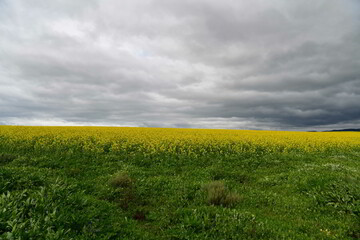 Rape seed hello flowers