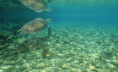 sea turtle , caribbean sea , paradise underwater