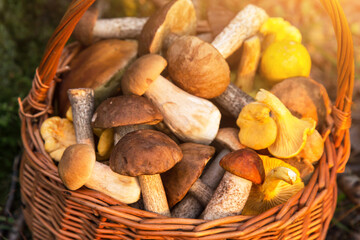 Edible different wild mushrooms porcini boletus in wicker basket in sunlight close up, macro