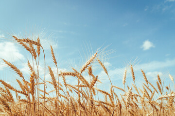 Organic golden ears of wheat on sky background