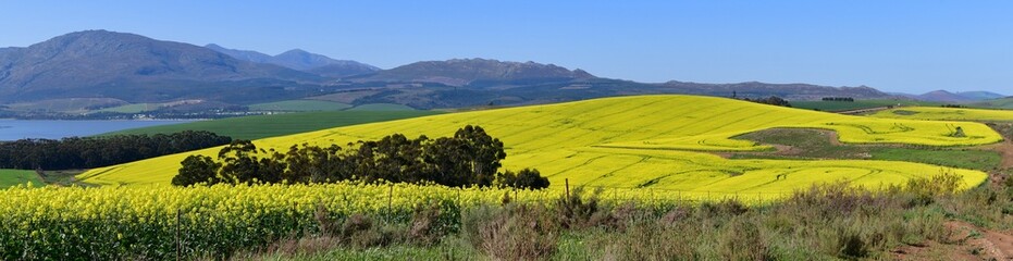 Rape seed hello flowers