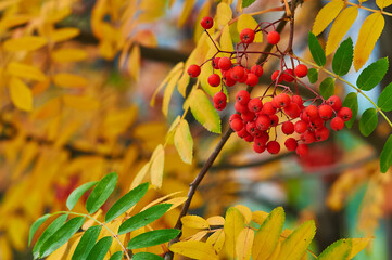 Fototapeta premium A bunch of orange rowan berries on a blurred yellow background. Autumn still life. Natural source of vitamin C. Healthy eating. Focus on the foreground.