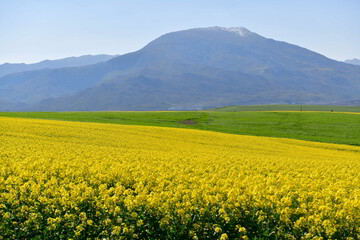 Rape seed hello flowers