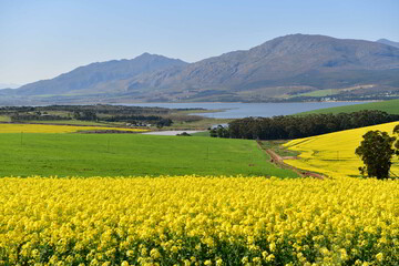 Rape seed yello flowers