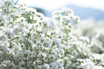 fresh white flower feild background