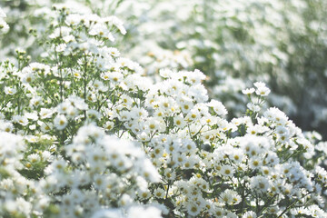 fresh white flower feild background