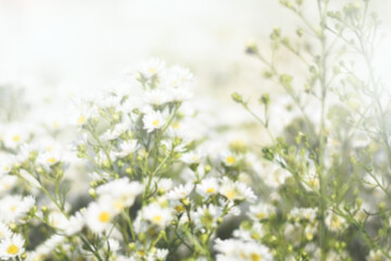 fresh white flower feild background
