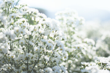 fresh white flower feild background