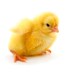 Little chicken isolated.