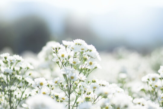 Fresh White Flower Feild Background