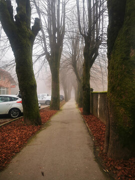 Misty morning walkway through the park in Delnice
