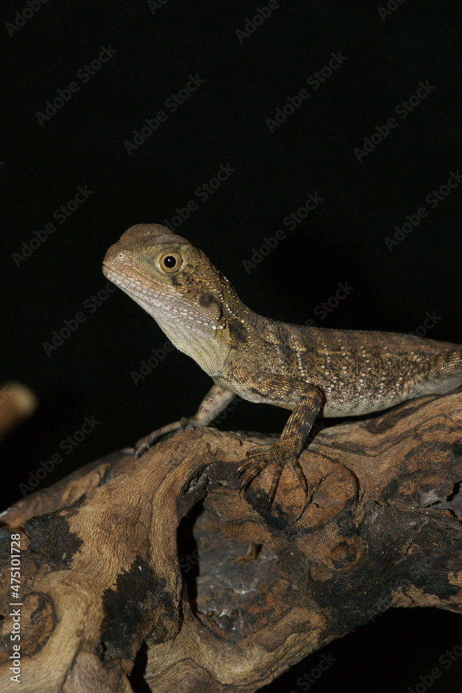 Canvas Prints Vertical closeup of an Australian water dragon Intellagama lesuerii