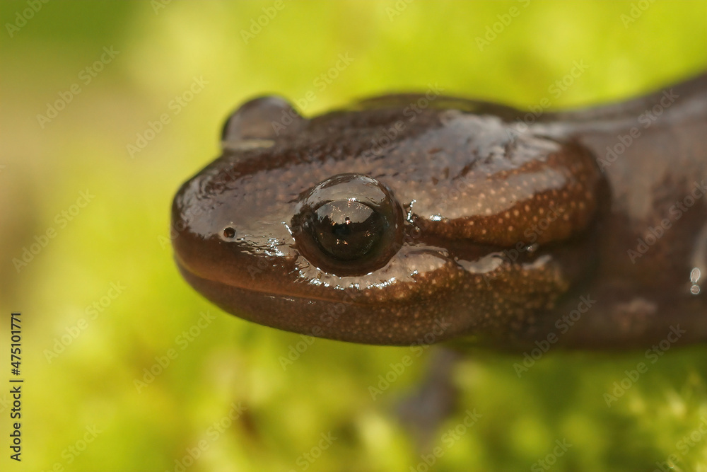 Canvas Prints Closeup on a sub-adult , juvenile brown Northwestern mole salamander, Ambystoma gracile