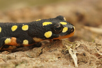 Closeup on a terrestrial sub-adult of the endangered Yellow spotted newt, Neurergus crocatus