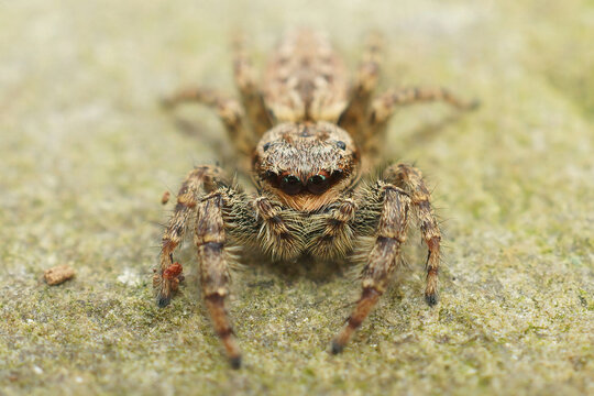 Closeup on a cute hairy Fencepost jumping spider, Marpissa muscosa
