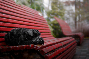 black dog and red benches
