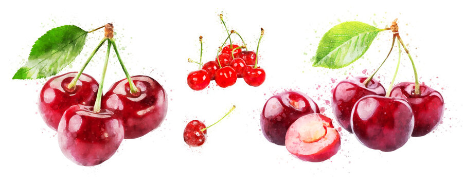 Cherry watercolor hand drawn on white background healthy fruit vector