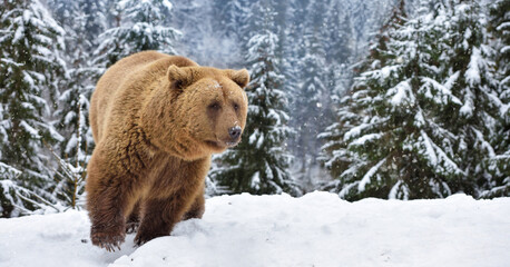 Wild brown bear (Ursus arctos) on the snow