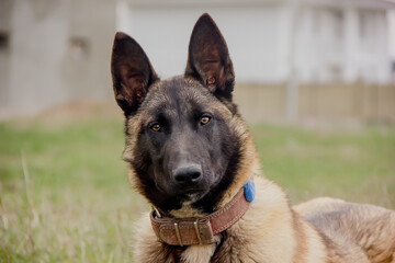 Dog of Breed Belgian Shepherd Malinois in a green meadow.