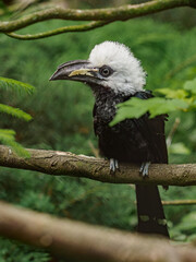 White-crested hornbill sitting on the branch