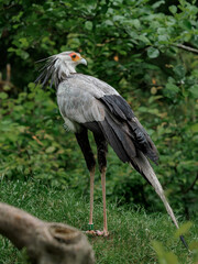 Secretary bird in green grass on the meadow