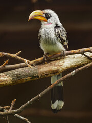 Fototapeta premium Eastern yellow-billed hornbill sitting on the branch