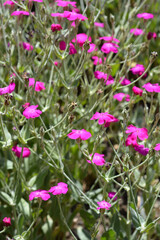 Rose campion
