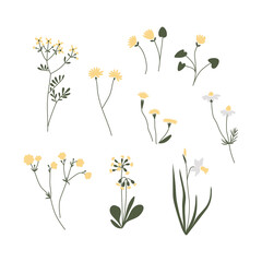 Vector color hand drawn illustration with yellow flowers set. Big collection of minimalist wildflowers. For logo design, tattoo, postcard