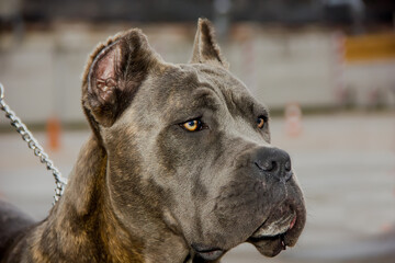 Dog of Breed Italian Cane Corso with expressive Look.