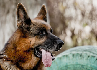Beautiful Dog Breed German Shepherd Portrait.