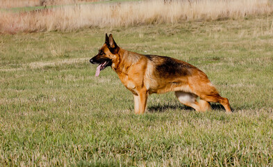 Dog of Breed German Shepherd Dog Standing in the meadow.