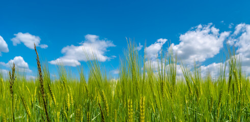 Panoramic view over beautiful farm landscape with green wheat field in closeup and wind turbines to produce green energy in Germany, Summer, at sunny day and blue cloudy sky.