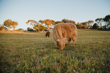 Beautiful highland cows grazing in field on golden afternoon