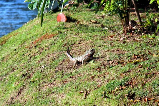 Lizard on the lawn beside a lake at a resort in Bahia, Brazil.