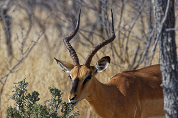 Schwarznasenimpala, Bock